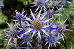 Mediterranean Sea Holly